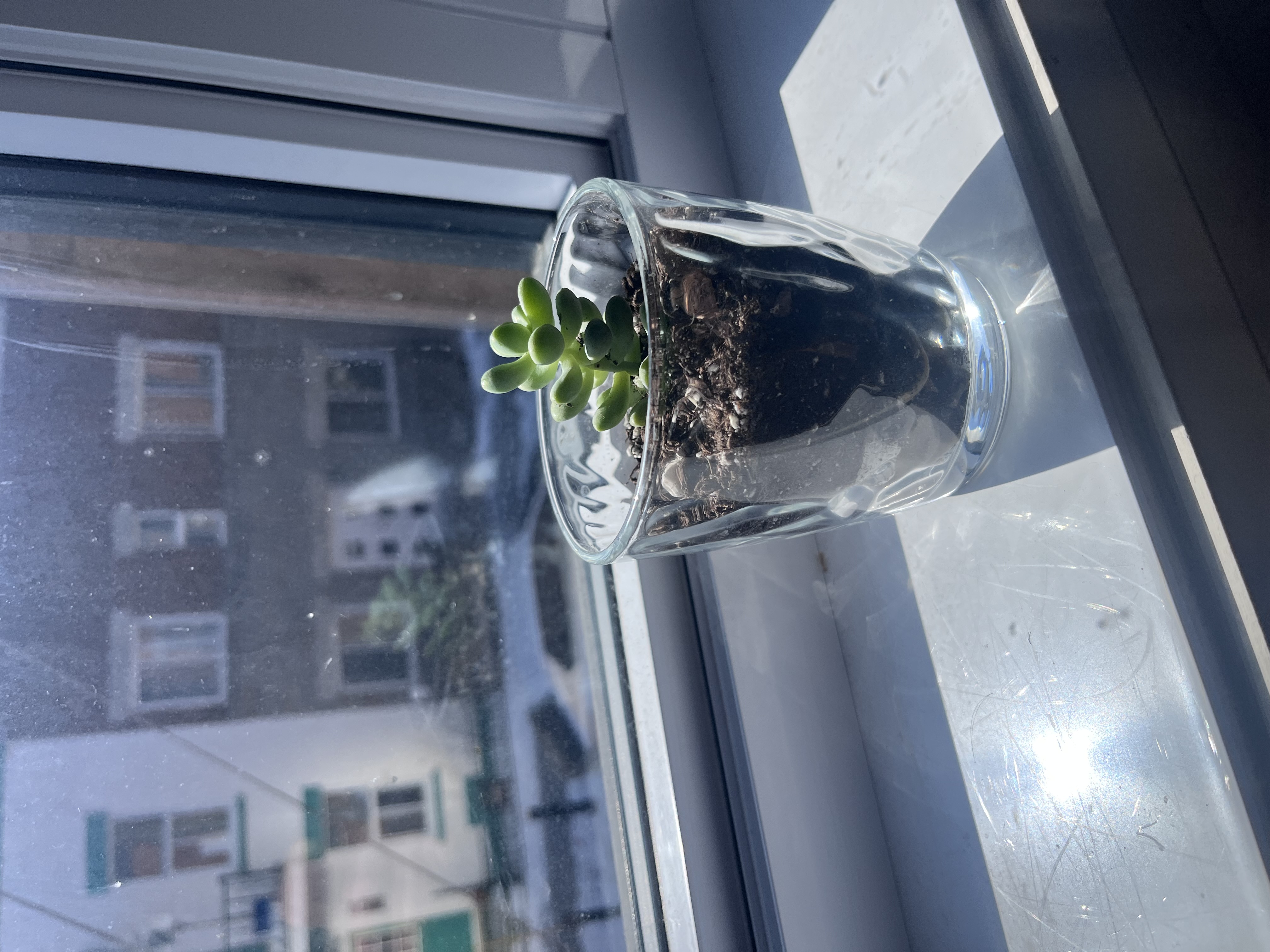 A small succulent in a glass jar on a windowsill